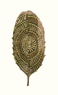 Leaf Painting - Intricate Mandala - Digital Print