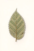 Leaf Painting - Miniature Leaf Patterns - Digital Print