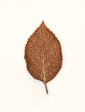 Leaf Painting - Natural Veins - Digital Print