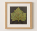Large Leaf Study - Patterned Greens