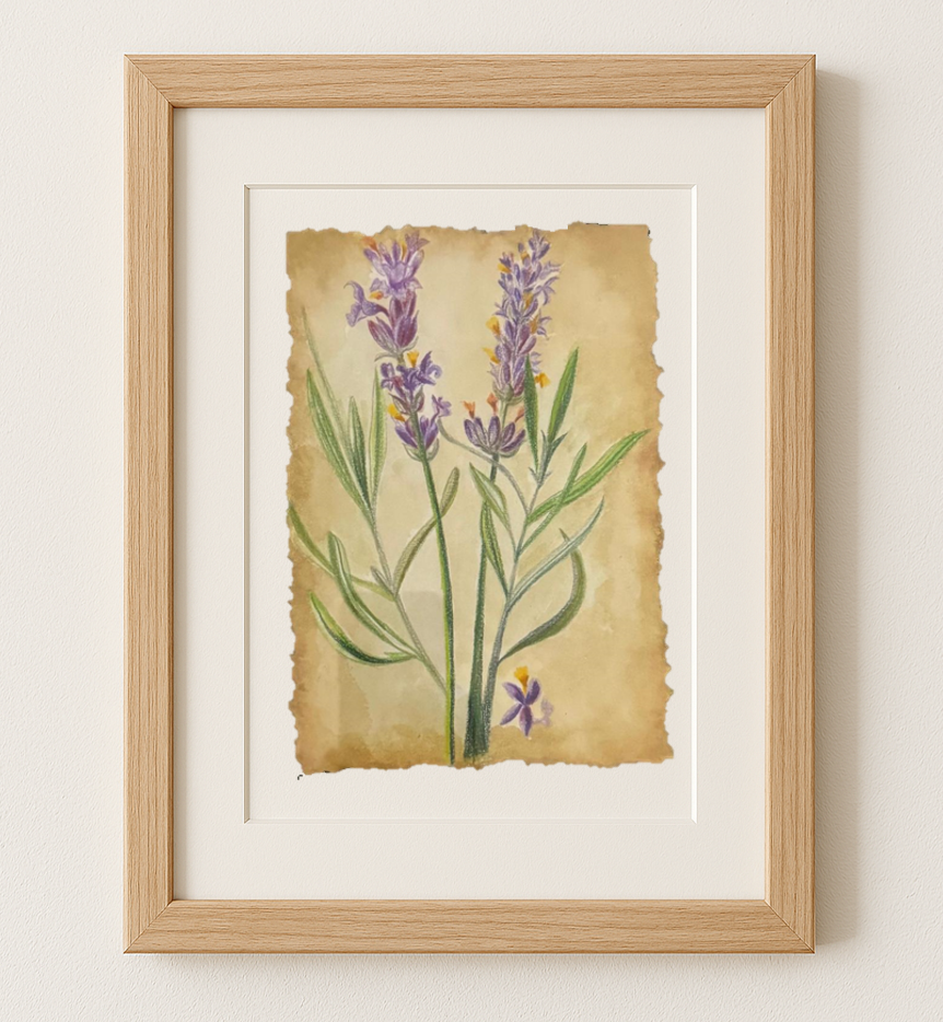 Lavender Study - Original Pencil on Paper Botanical Painting