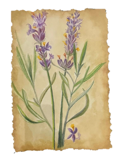 Lavender Study - Original Pencil on Paper Botanical Painting