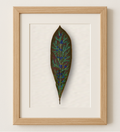Frangipani Leaf - Juniper Trail